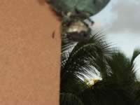 Wasps on Lantern 3.jpg (43kb)